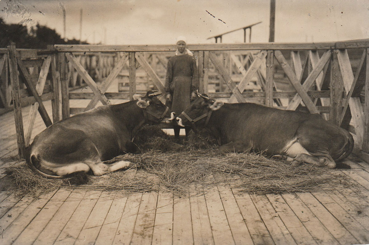 Перед отправкой на ВСХВ. Колхоз «Красный Луч», Молоченевский сельсовет. Слева корова «Красотка», справа ее дочь «Швидка». 1939 г.